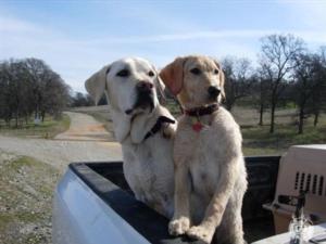 Our Hunting Dog Photos